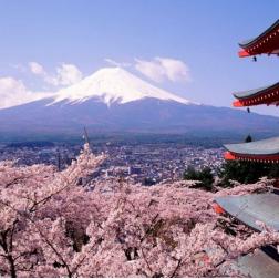 일본 벚꽃사진